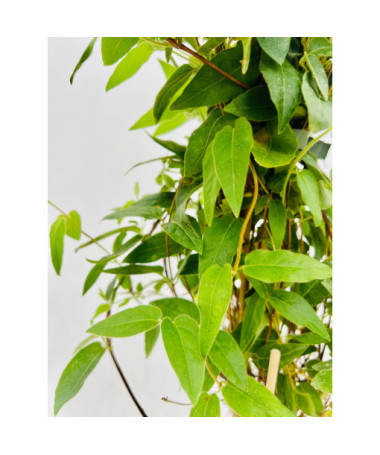 Indīgais pūpurs ziedu MŪŽIEM ZAĻŠ  4l