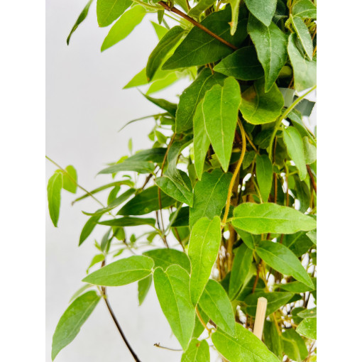 Indīgais pūpurs ziedu MŪŽIEM ZAĻŠ  4l