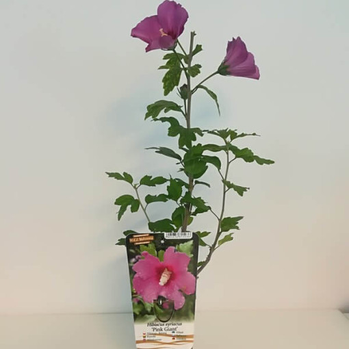 Sīrijas hibisks (Hibiscus) 'Pink Giant' 2L