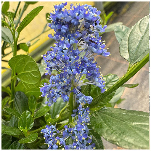Zilais ceanots 'Victoria’ 2L