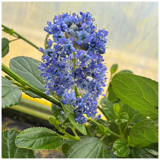 Zilais ceanots 'Victoria’ 2L