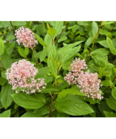 Bālā ceanotuss 'Marie Simon' 2L