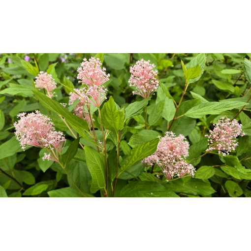 Bālā ceanotuss 'Marie Simon' 2L