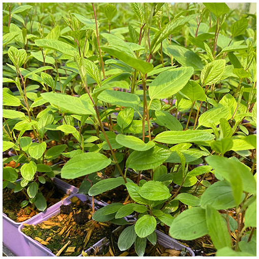 Bālā ceanotuss 'Marie Simon' 2L