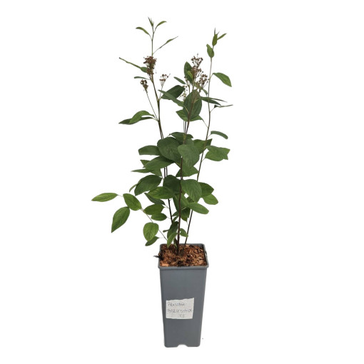 Bālā ceanotuss 'Marie Simon' 2L