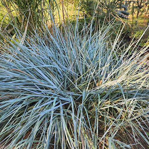 Smiltāju kāpu auzene 2L