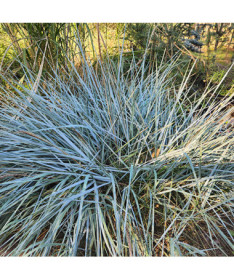 Smiltāju kāpu auzene 2L