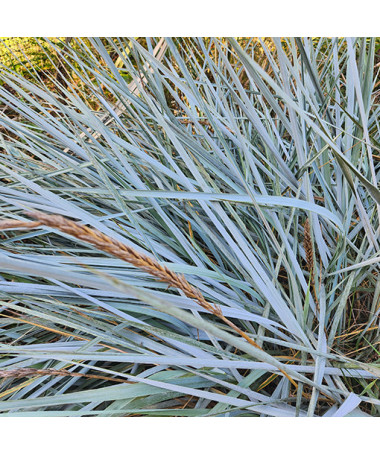 Smiltāju kāpu auzene 2L