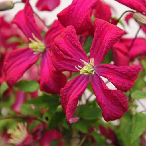Clematis viticella 'Rubra' 4L pods
