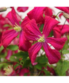 Clematis viticella 'Rubra' 4L pods
