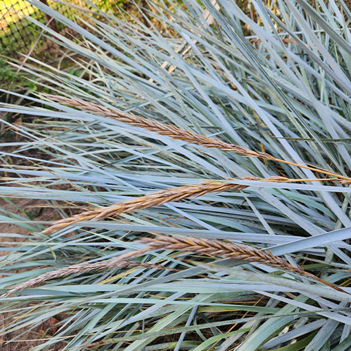 Smiltāju kāpu auzene 2L