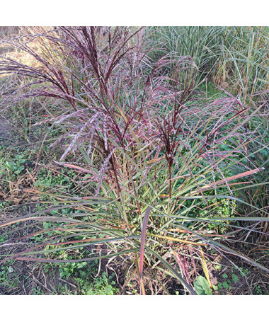 Kinų miskantas 'New Hybrid' 2L