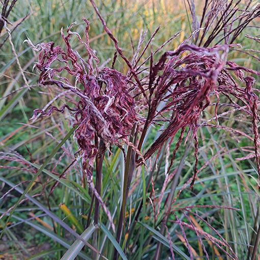 Kinų miskantas 'New Hybrid' 2L