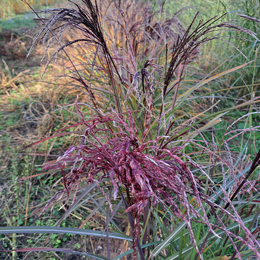 Kinų miskantas 'New Hybrid' 2L