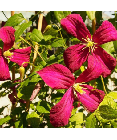 Clematis viticella 'Rubra' 4L pods