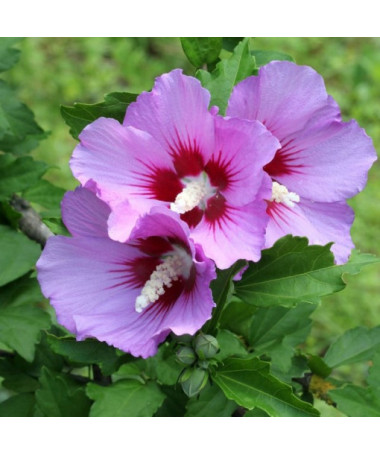 Sīriešu hibisks (Hibiscus) 'Maike' atsevišķs, 4l