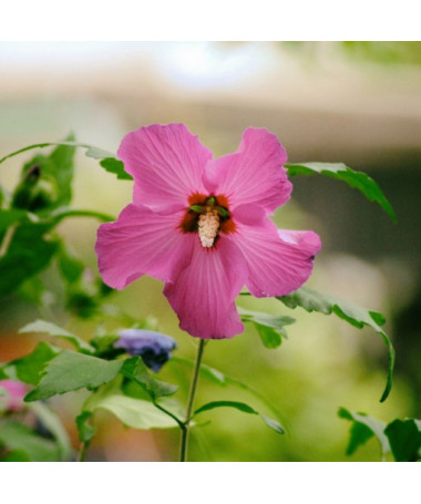 Sīriešu hibisks (Hibiscus) 'Maike' atsevišķs, 4l