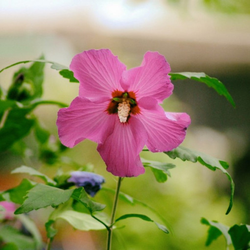 Sīriešu hibisks (Hibiscus) 'Maike' atsevišķs, 4l