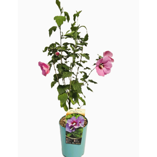 Sīriešu hibisks (Hibiscus) 'Maike' atsevišķs, 4l