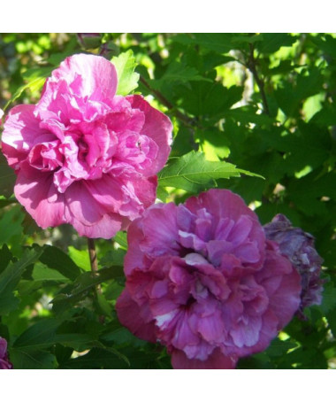 Sīrijas hibisks (Hibiscus) 'Sanchonyo' pods,  4l