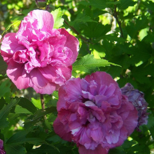 Sīrijas hibisks (Hibiscus) 'Sanchonyo' pods,  4l