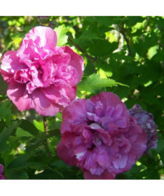 Sīrijas hibisks (Hibiscus) 'Sanchonyo' pods,  4l
