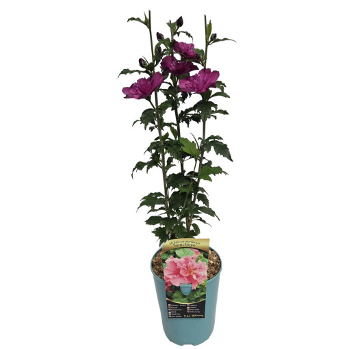 Sīrijas hibisks (Hibiscus) 'Sanchonyo' pods,  4l