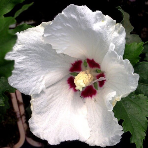 Sīrijas hibisks (Hibiscus) 'Red Heart' pods,  4l