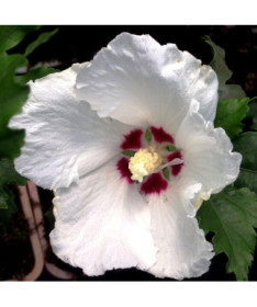Sīrijas hibisks (Hibiscus) 'Red Heart' pods,  4l