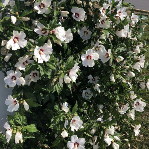 Sīrijas hibisks (Hibiscus) 'Red Heart' pods,  4l