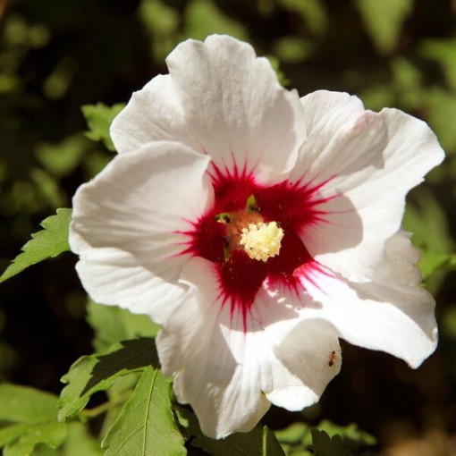 Sīrijas hibisks (Hibiscus) 'Red Heart' pods,  4l