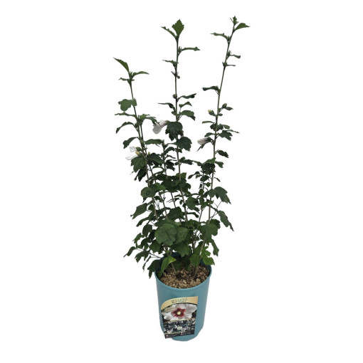 Sīrijas hibisks (Hibiscus) 'Red Heart' pods,  4l