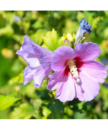 Sīrijas hibisks (Hibiscus) 'Woodbridge' pods,  4l