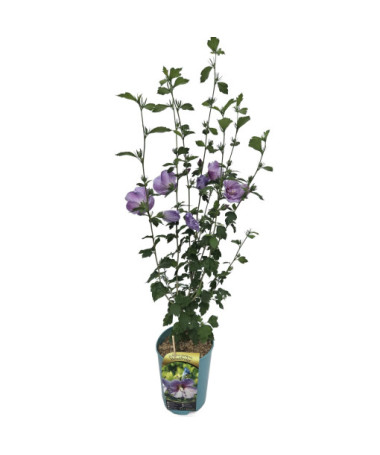 Sīrijas hibisks (Hibiscus) 'Woodbridge' pods,  4l