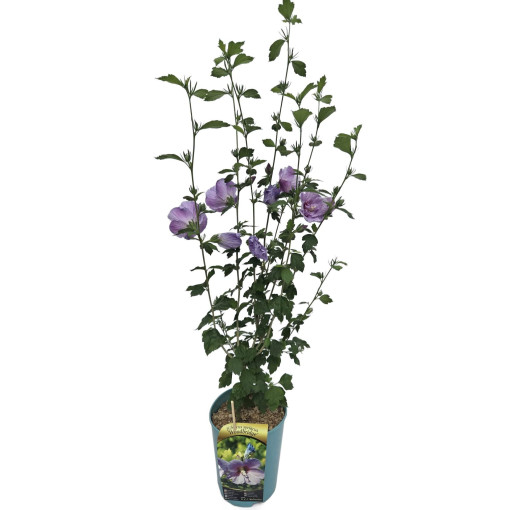 Sīrijas hibisks (Hibiscus) 'Woodbridge' pods,  4l