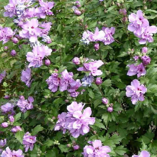 Sīrijas hibisks (Hibiscus) Ardens,  4l