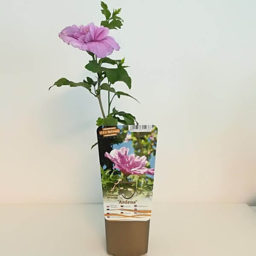 Sīrijas hibisks (Hibiscus) Ardens,  4l
