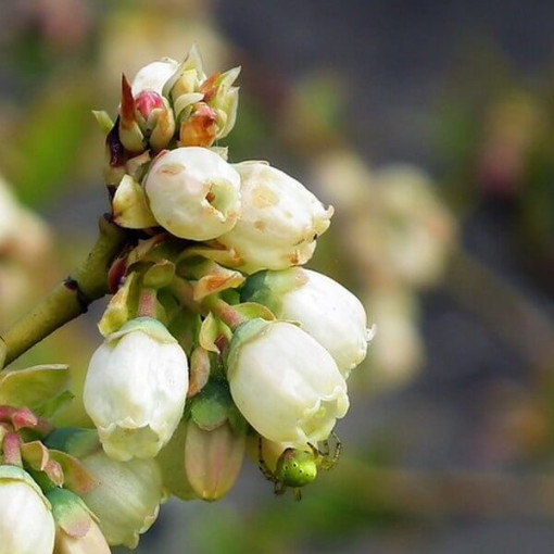 Amerikāņu melleņu šķirne 'Darrow' 2L