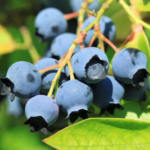 Amerikāņu mellenes 'Bluejay' 2L