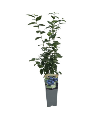 Amerikāņu mellenes 'Bluejay' 2L