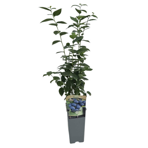 Amerikāņu mellenes 'Bluejay' 2L