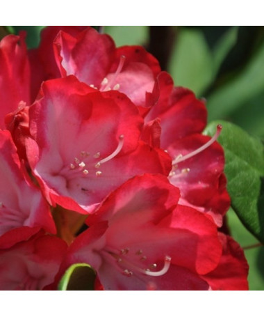 Rododendrons (Azālija) Prinz Karneval 2L