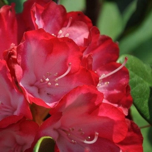 Rododendrons (Azālija) Prinz Karneval 2L