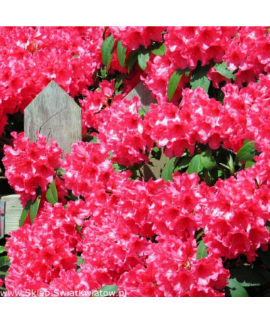 Rododendrons (Azālija) Prinz Karneval 2L