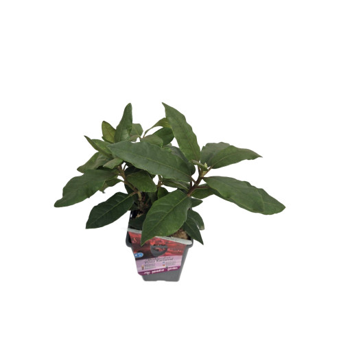 Rododendrons (Azālija) Prinz Karneval 2L