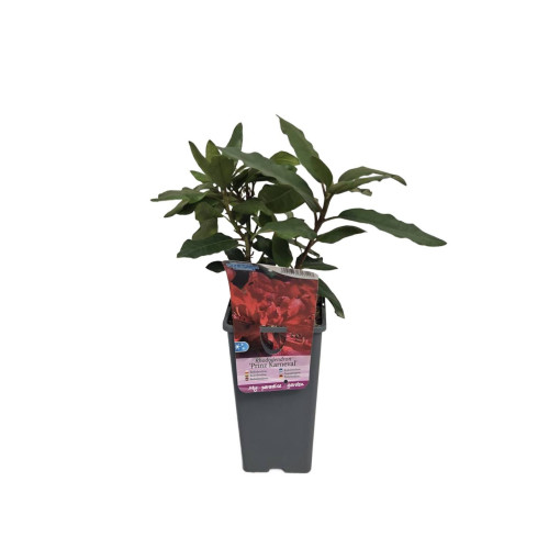 Rododendrons (Azālija) Prinz Karneval 2L