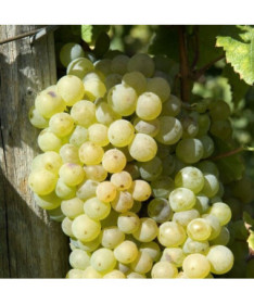 Vīnoga 'Lilla' (Ungāru) 2L