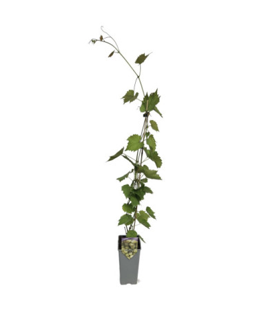 Vīnoga 'Lilla' (Ungāru) 2L