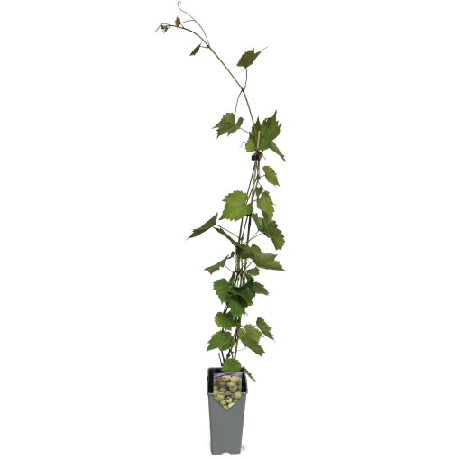 Vīnoga 'Lilla' (Ungāru) 2L