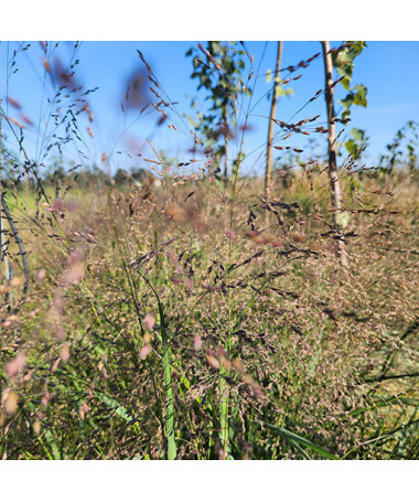 Skuju stiebrzāle (Deschampsia cespitosa)  4l